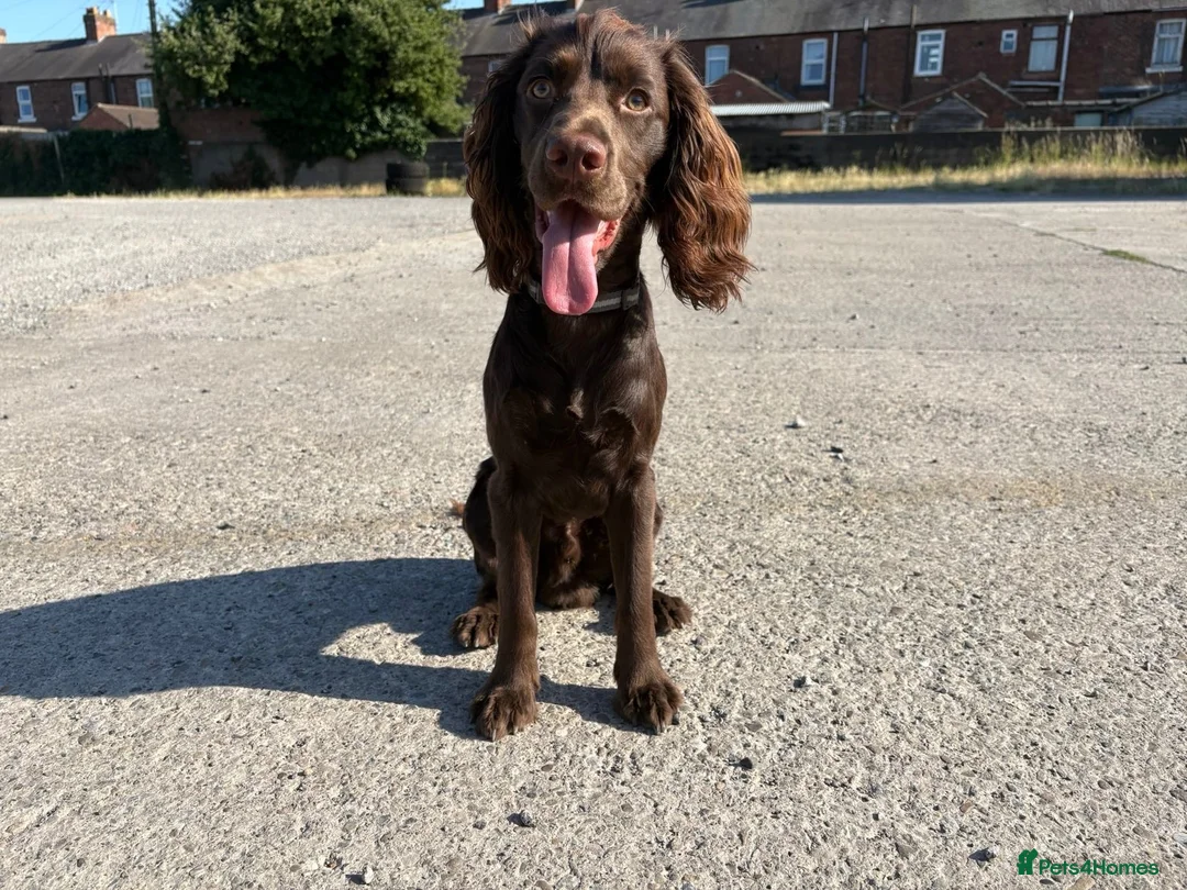 Cocker Spaniel dogs for sale: Make cocker spaniel  - Advert 1