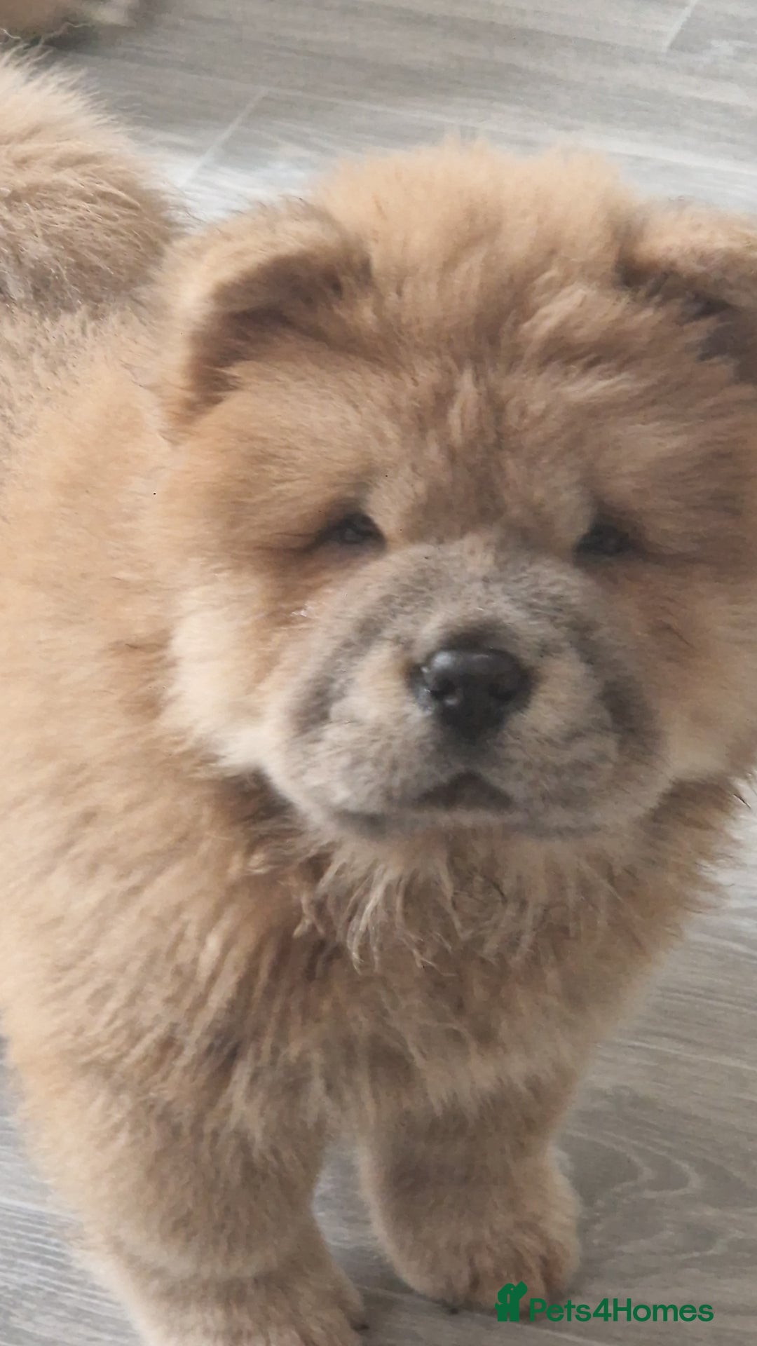 Chow Chow dogs for sale: Chow chow puppy - Image 4