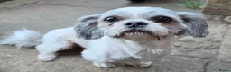 Shih Tzu dogs for sale: 2 year old male shihtzu - Advert 1