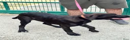 Cane Corso dogs for sale: 1 male 1 female cane  in Romford - Advert 10