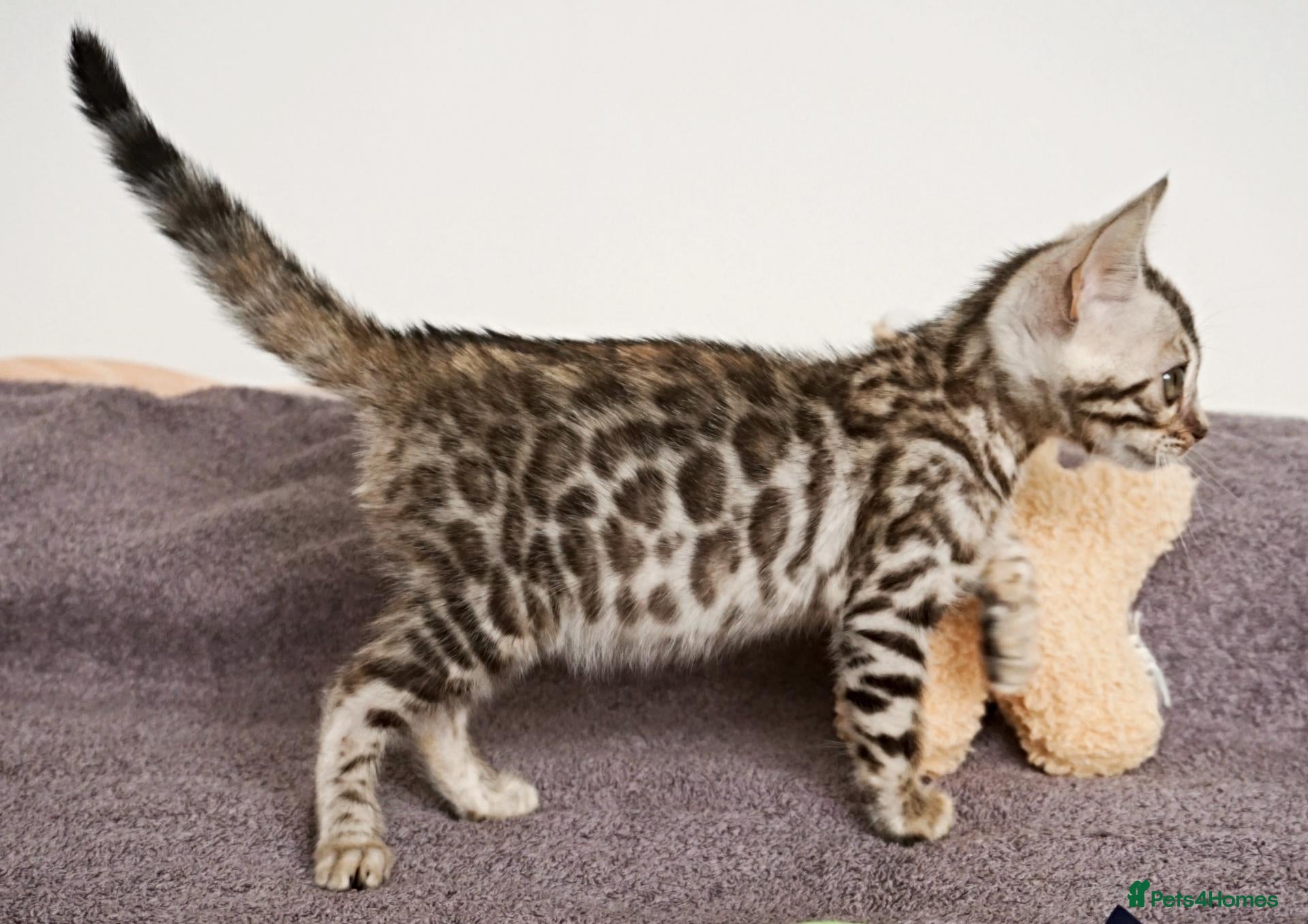 Bengal cats Gorgeous Bengal Girl Kitten - Advert 14
