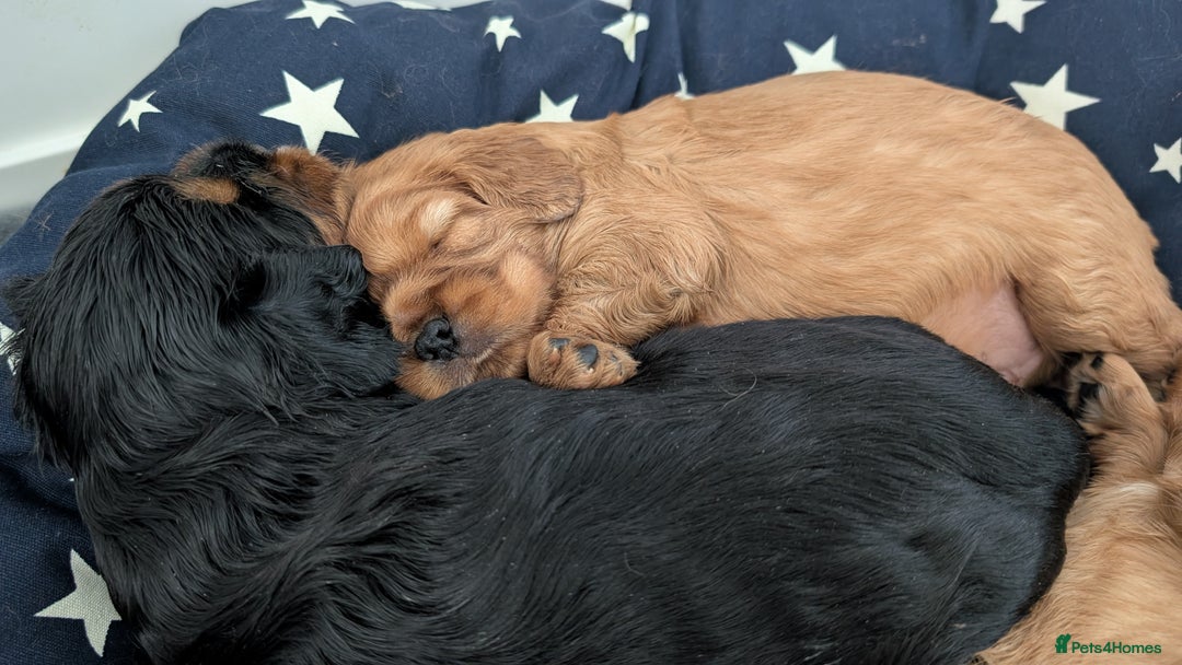 Cavalier King Charles Spaniel dogs for sale: Cavalier King Charles Spaniels beautiful pups - Image 10