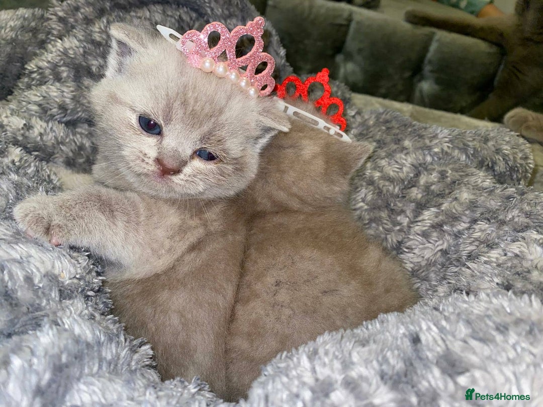 Scottish Fold cats for sale: Beautiful Scottish Fold Kittens🫶🏼😍 - Advert 3