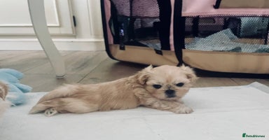 Shih Tzu dogs - Advert 1