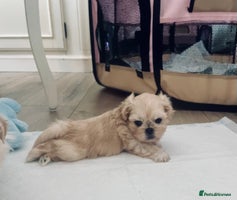 Shih Tzu dogs - Advert 2