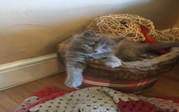 Mixed Breed cats for sale: Maine Coon crossed with Ragdoll ( Ragcoon )  - Image 3