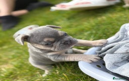 French Bulldog dogs for sale: Gorgeous French Bulldog Puppies For Sale  - Image 2