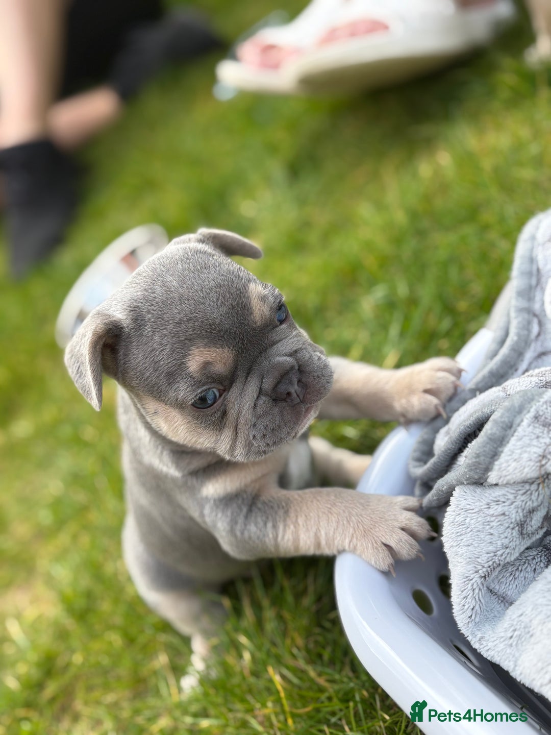 French Bulldog dogs for sale: Gorgeous French Bulldog Puppies For Sale  - Image 2