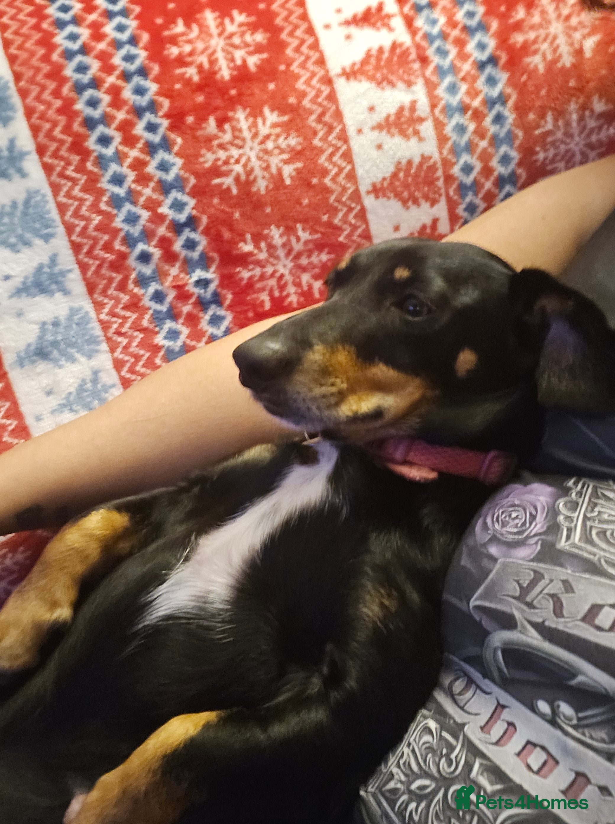 Dachshund dogs Miniature Dachshund crossbreed puppies - Advert 2