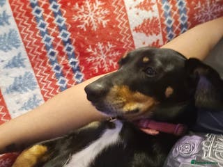 Dachshund dogs Miniature Dachshund crossbreed puppies - Advert 3