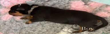 Rottweiler Puppy 12