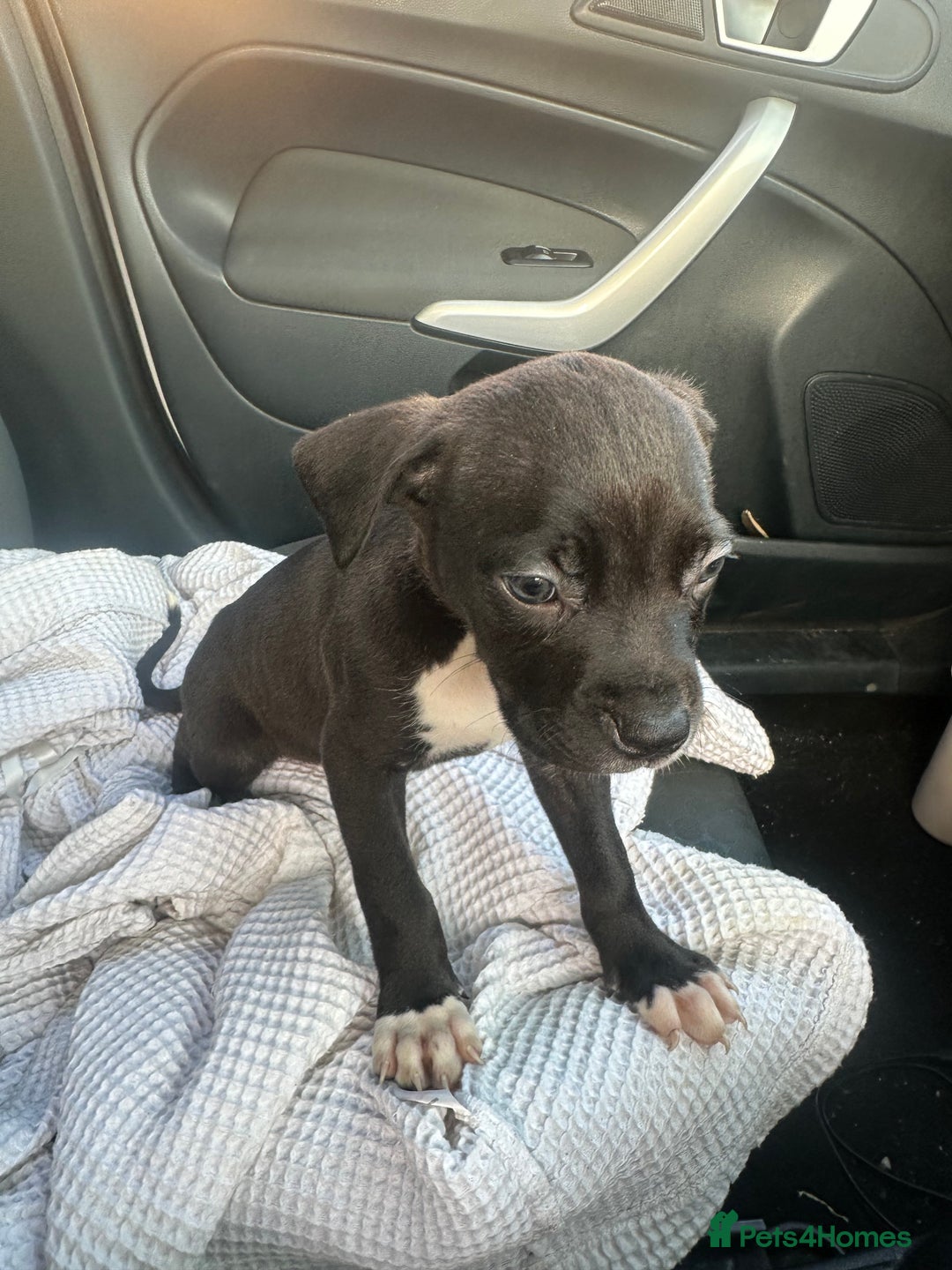 Mixed Breed dogs for sale: Cane corso x staff puppies  - Image 32