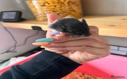 Hamster rodents for sale: Baby Syrian hamsters - Image 5
