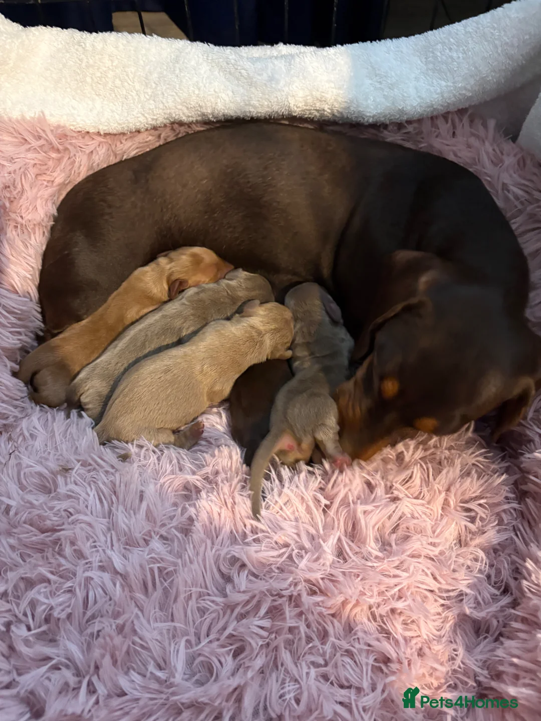 Dachshund dogs for sale: Miniature dachshund  - Advert 1