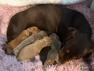 Dachshund dogs Miniature dachshund - Advert 6