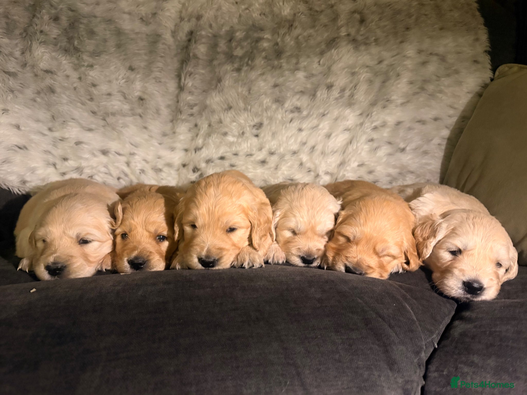 Golden Retriever dogs Beautiful KC registered golden retriever puppies❤️ - Advert 1