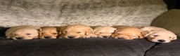Golden Retriever dogs for sale: Beautiful KC registered golden retriever puppies❤️ in Stoke-on-Trent - Advert 1