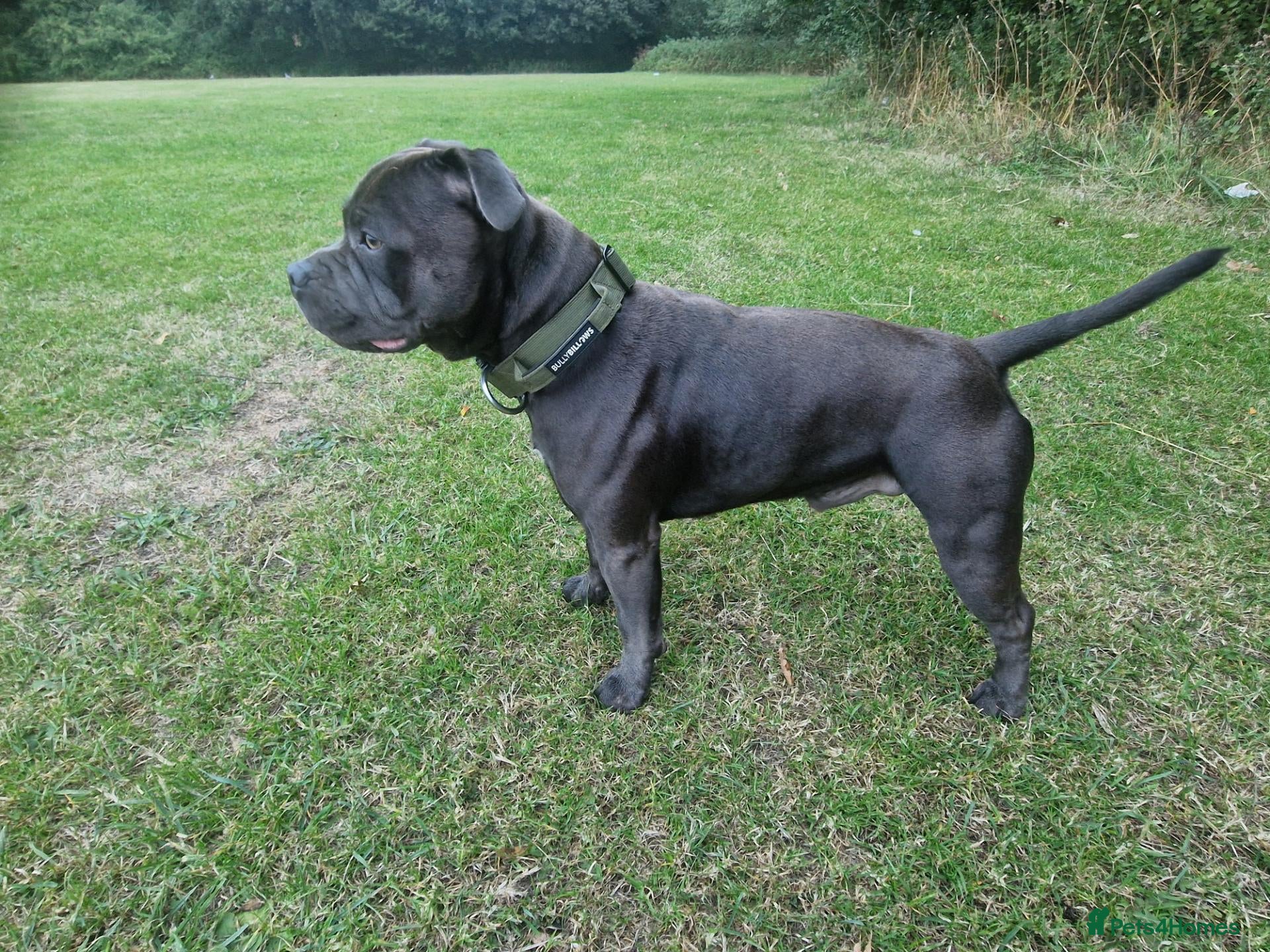 Staffordshire Bull Terrier dogs Kenbloom Mcintosh  - Advert 3