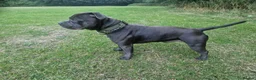 Staffordshire Bull Terrier dogs for stud: Kenbloom Mcintosh  - Advert 1