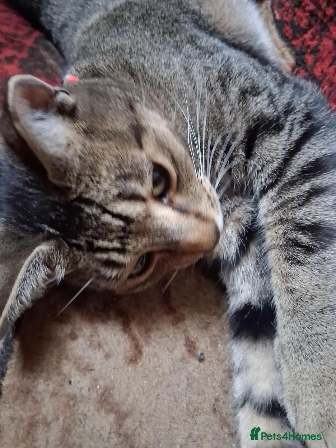 Mixed Breed cats for sale: Male cat 3.5 years old Tabby  in London - Advert 8