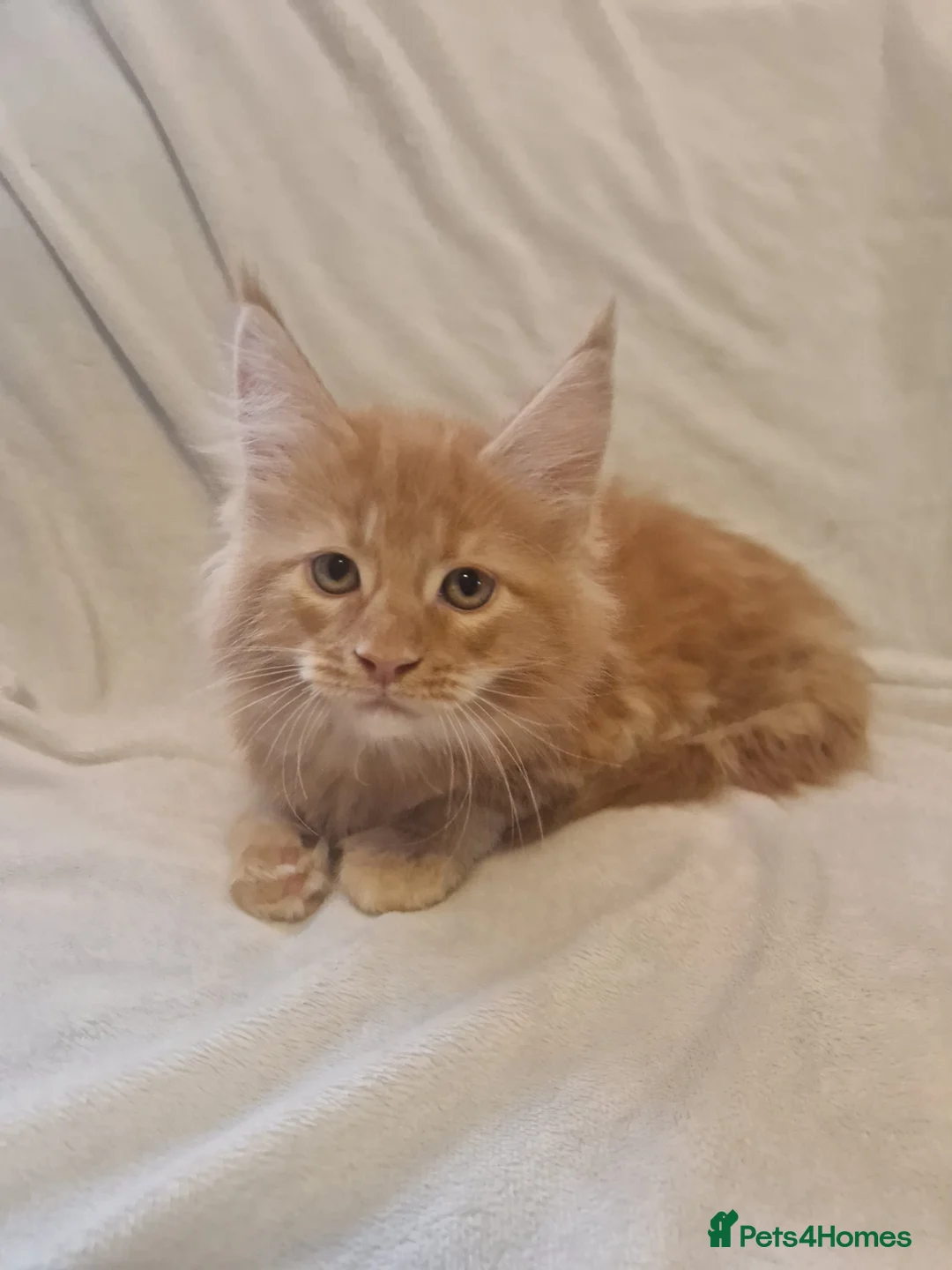 Maine Coon cats for sale: Maine Coon kittens - Advert 33