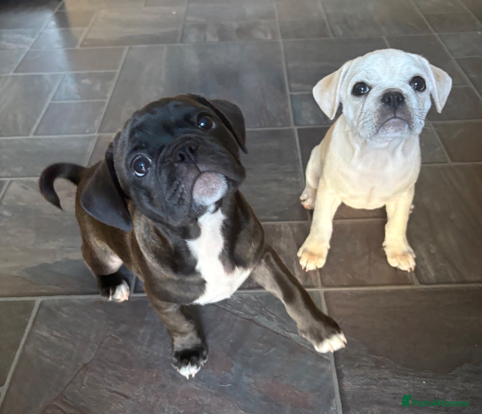Frug dogs 🐶 Pug/French bulldog puppies 🐶 Rare markings - Advert 3