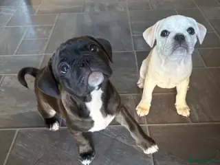 Frug dogs 🐶 Pug/French bulldog puppies 🐶 Rare markings - Advert 3