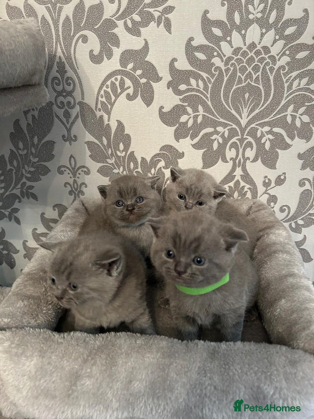 British Shorthair cats for sale: Stunning British shorthair kittens - Image 10