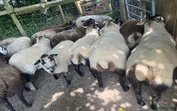 Sheep livestock for sale: Selection of ewe and ram lambs  - Image 7