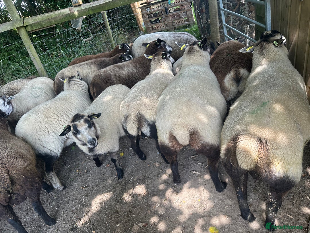 Sheep livestock for sale: Selection of ewe and ram lambs  - Image 7