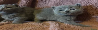 British Shorthair 2