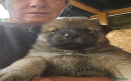 Mixed Breed dogs for sale: Chowsky puppies  chow chow  - Image 9