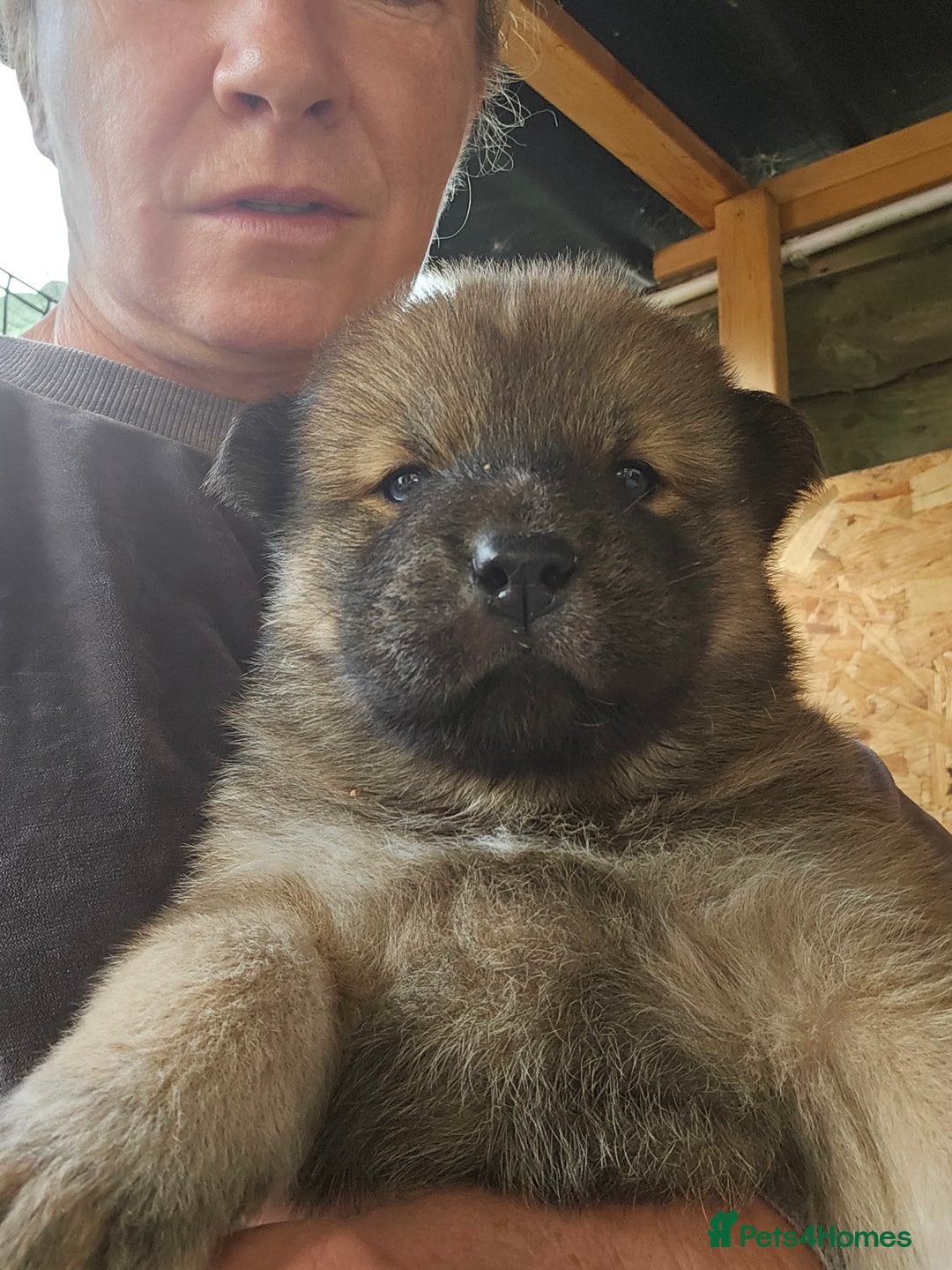 Mixed Breed dogs for sale: Chowsky puppies  chow chow  - Image 9