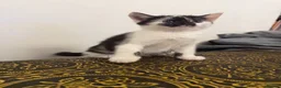 Mixed Breed cats for sale: 5 Scottish cross Kittens looking for a Home - Advert 5