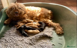 Irish Doodle dogs for sale: Irish Doodle Puppies - Fully Vaccinated- Ready Now - Image 6
