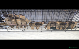Belgian Shepherd Dog dogs for sale: Belgian Malinois  - Image 1