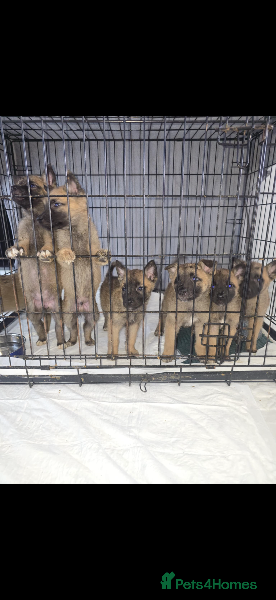 Belgian Shepherd Dog dogs for sale: Belgian Malinois  - Image 1