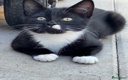 Mixed Breed cats for sale: Mixbreed kittens.  - Image 19