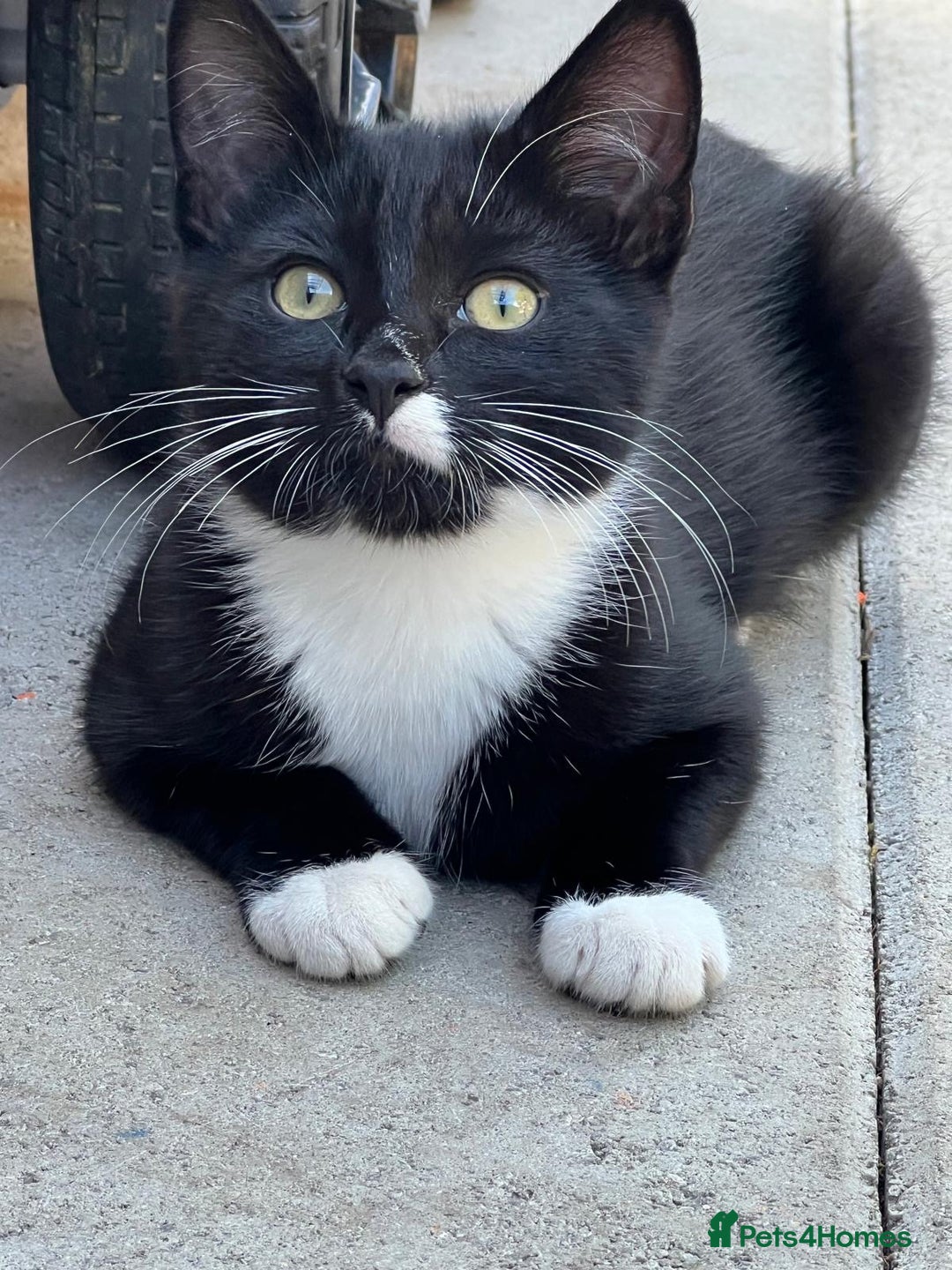 Mixed Breed cats for sale: Mixbreed kittens.  - Image 19