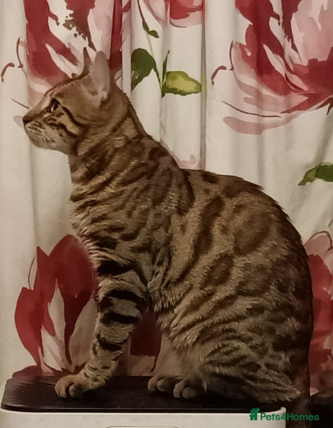 Domestic Shorthair cats for sale: Bengals  - Image 9