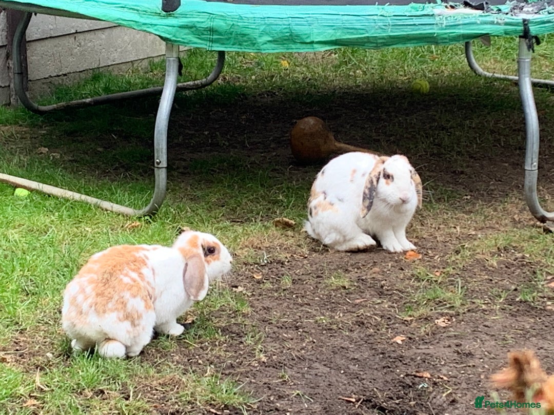 French Lop rabbits for sale: Female rabbit for sale - Image 11