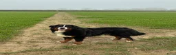 Bernese Mountain Dog dogs for sale: Buzz - Male Bernese Mountain Dog 20 months in Market Harborough - Advert 10