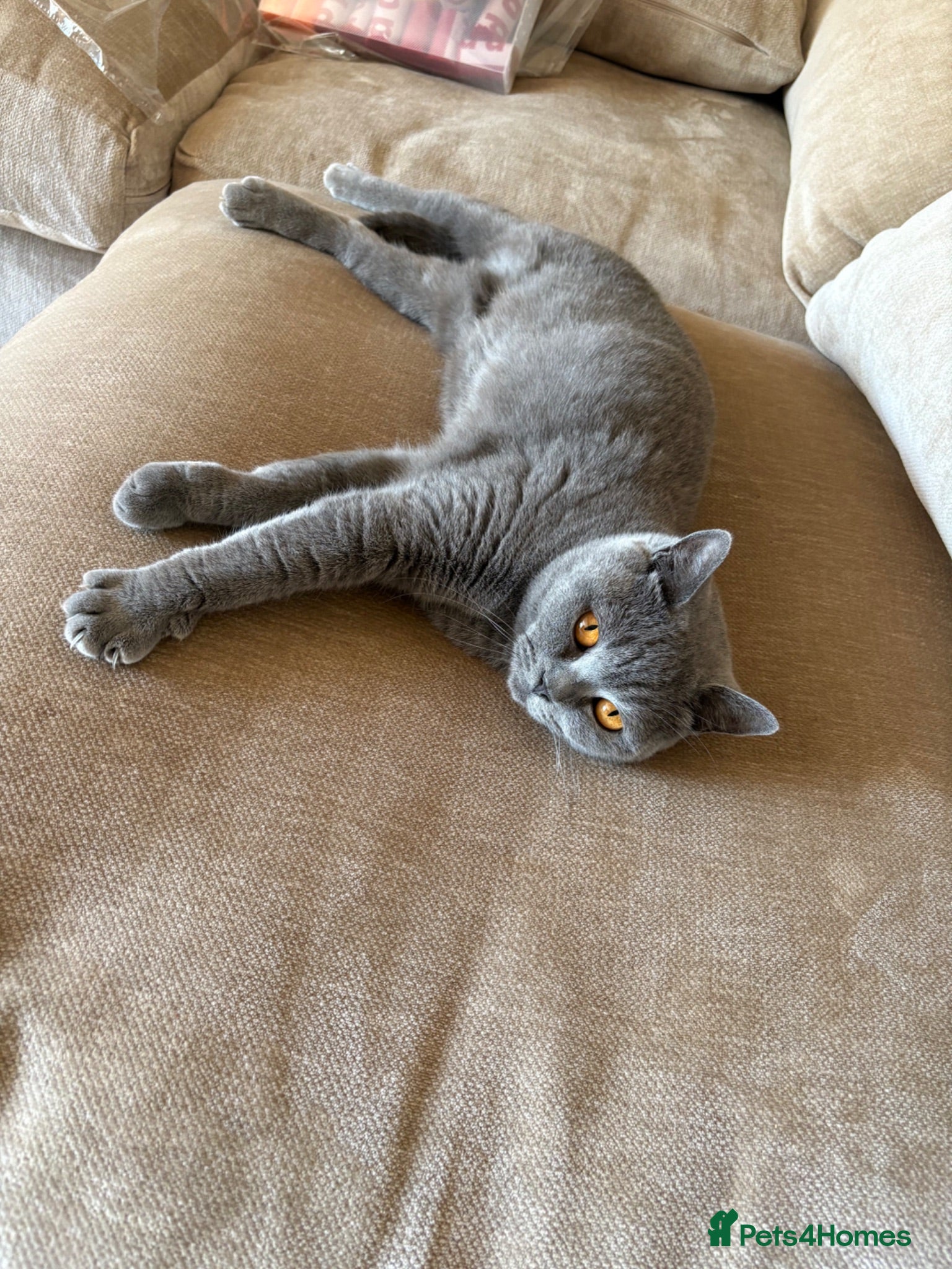 British Shorthair cats Gorgeous blue British Shorthair SPAYED female  - Advert 20