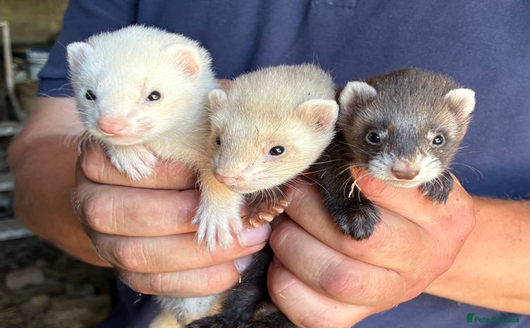 Ferret rodents - Advert 2