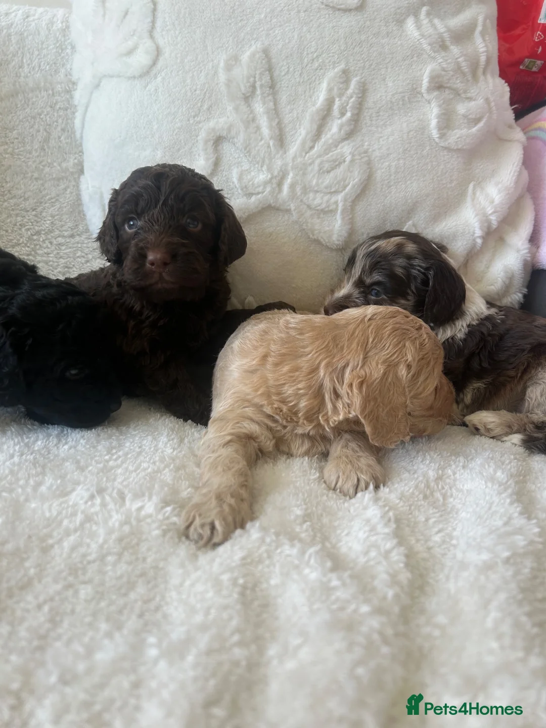Cockapoo dogs for sale: Tiny toy cockapoo - Advert 8