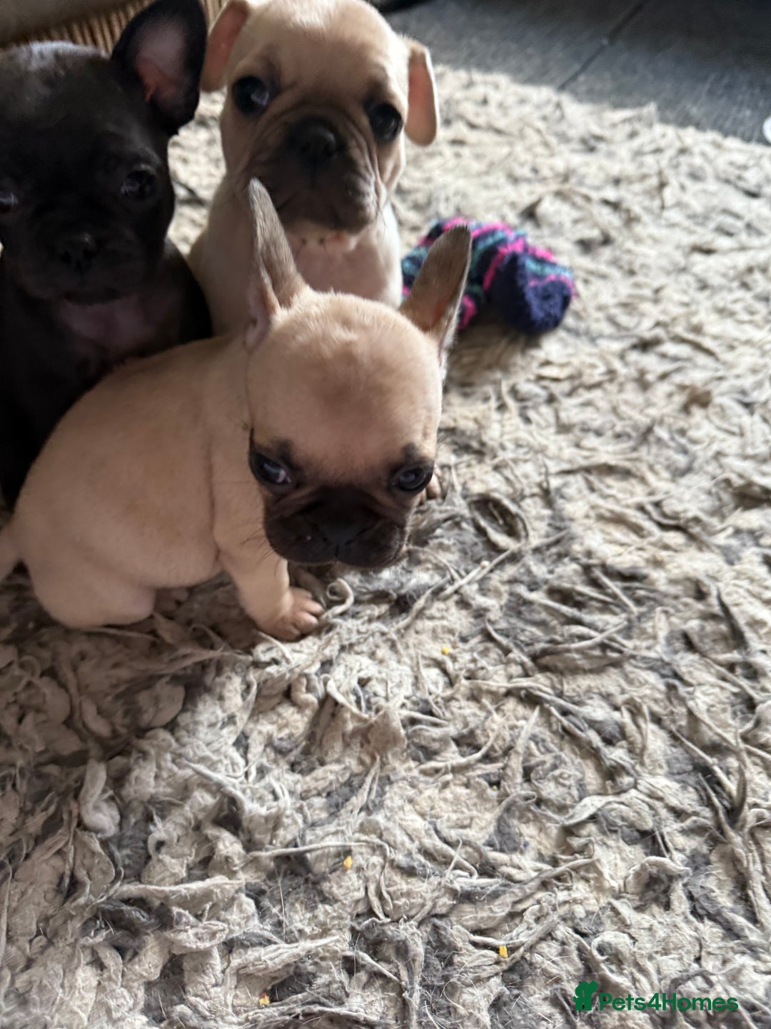 Frug dogs for sale: Pug cross frenchie - Image 2
