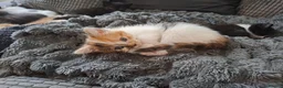 Mixed Breed cats for sale: 4 kittens ready for new homes - Advert 5