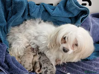 Maltipom dogs Maltipom Puppies - Advert 5