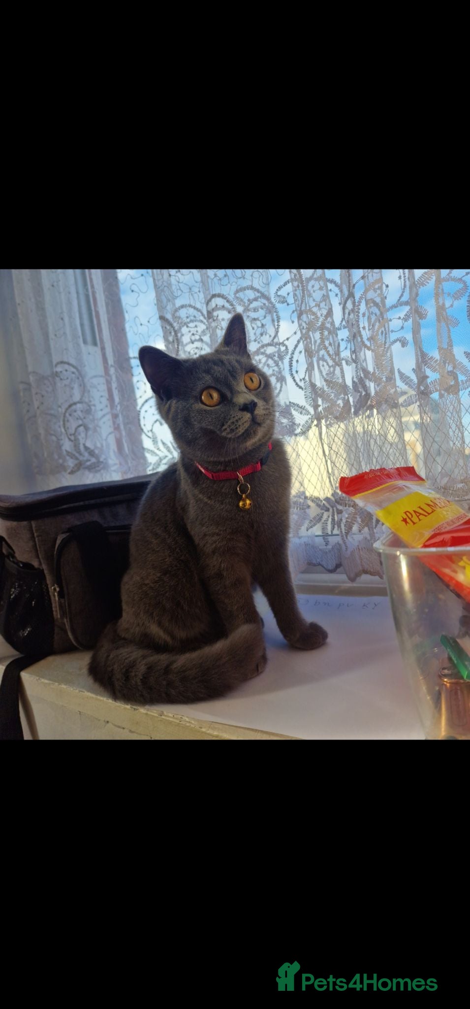 British Shorthair cats Purebred Blue British Shorthair Kind and beautiful - Advert 5