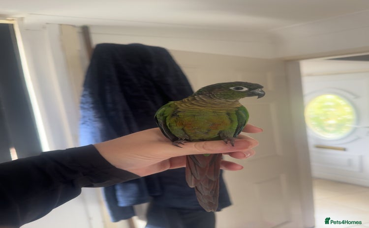 Conures birds - Advert 1